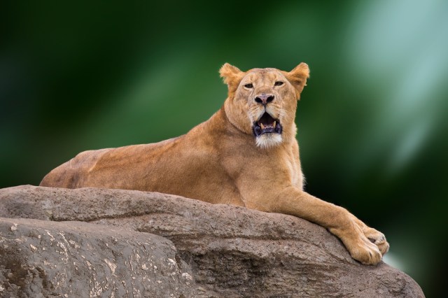 Helpful Hints for Planning the Ultimate Safari and Wildlife Tour Adventure