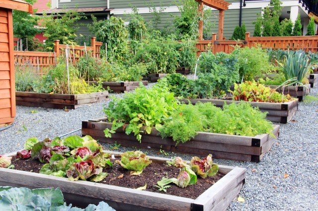 How to Choose the Right Containers for Your Beginner’s Garden